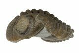 Wide, Folded Eldredgeops Trilobite Fossil - Ohio #188907-4